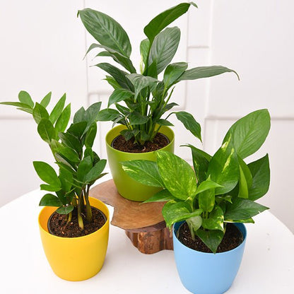 Table Plant Set / Set of 3 Plants for Office Table/Desk - Greensouq -