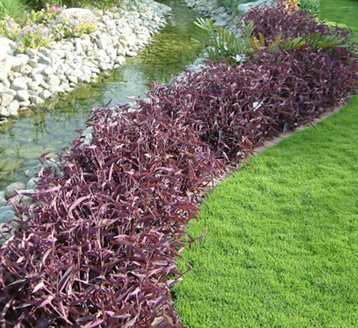 Setcreasea Purpurea or Purple Heart - Greensouq - 