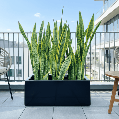 Snake Plant In Fiber Glass GRP Pot (70x30x30) - Greensouq - 