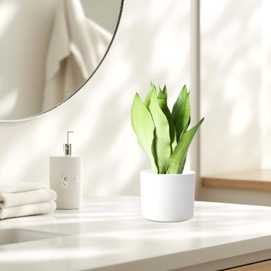 Snake Plant "Moon Shine" 25 - 30cm - Greensouq - 