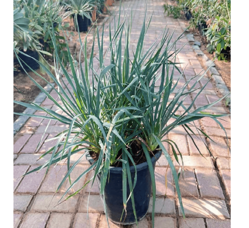 Spanish Dagger Yucca "Yucca Gloriosa" 0.5 - 0.6m - Greensouq -