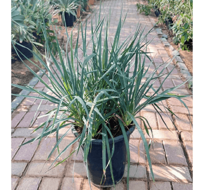 Spanish Dagger Yucca "Yucca Gloriosa" 0.5 - 0.6m - Greensouq -