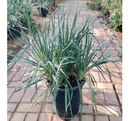 Spanish Dagger Yucca "Yucca Gloriosa" 0.5 - 0.6m - Greensouq -