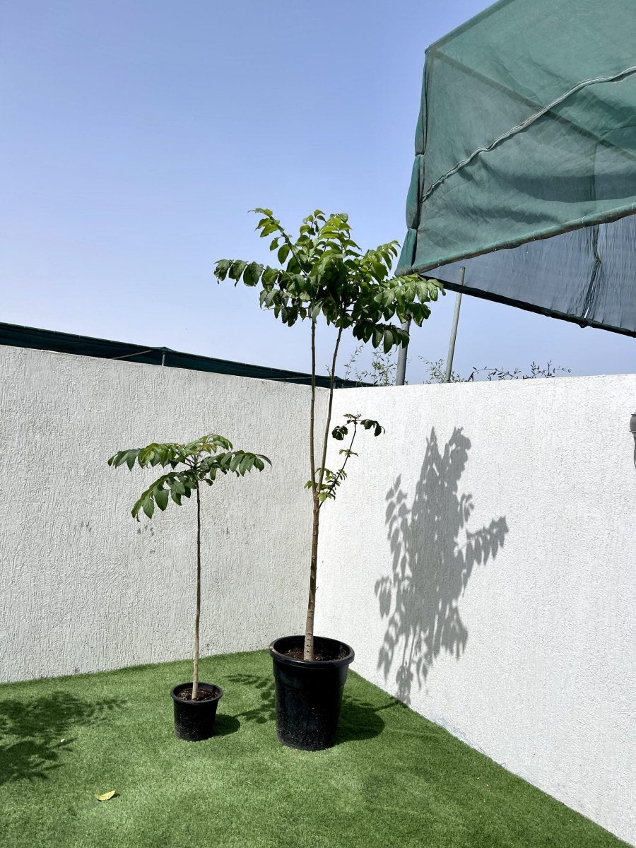 Spathodea Campanulata or African Tulip Tree - Greensouq - 