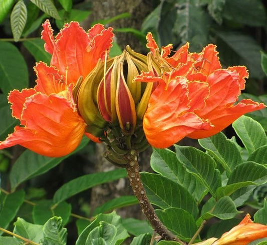 Spathodea Campanulata or African Tulip Tree - Greensouq - 
