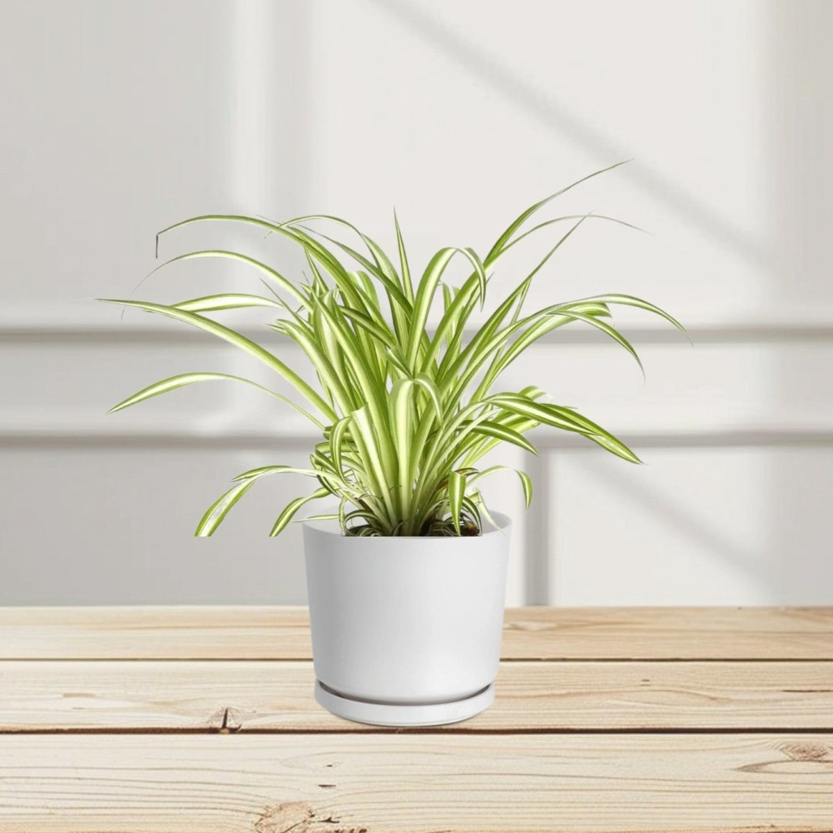 Spider Plant or Air Plant (Chlorophytum Comosum 'Variegatum') - Greensouq - 