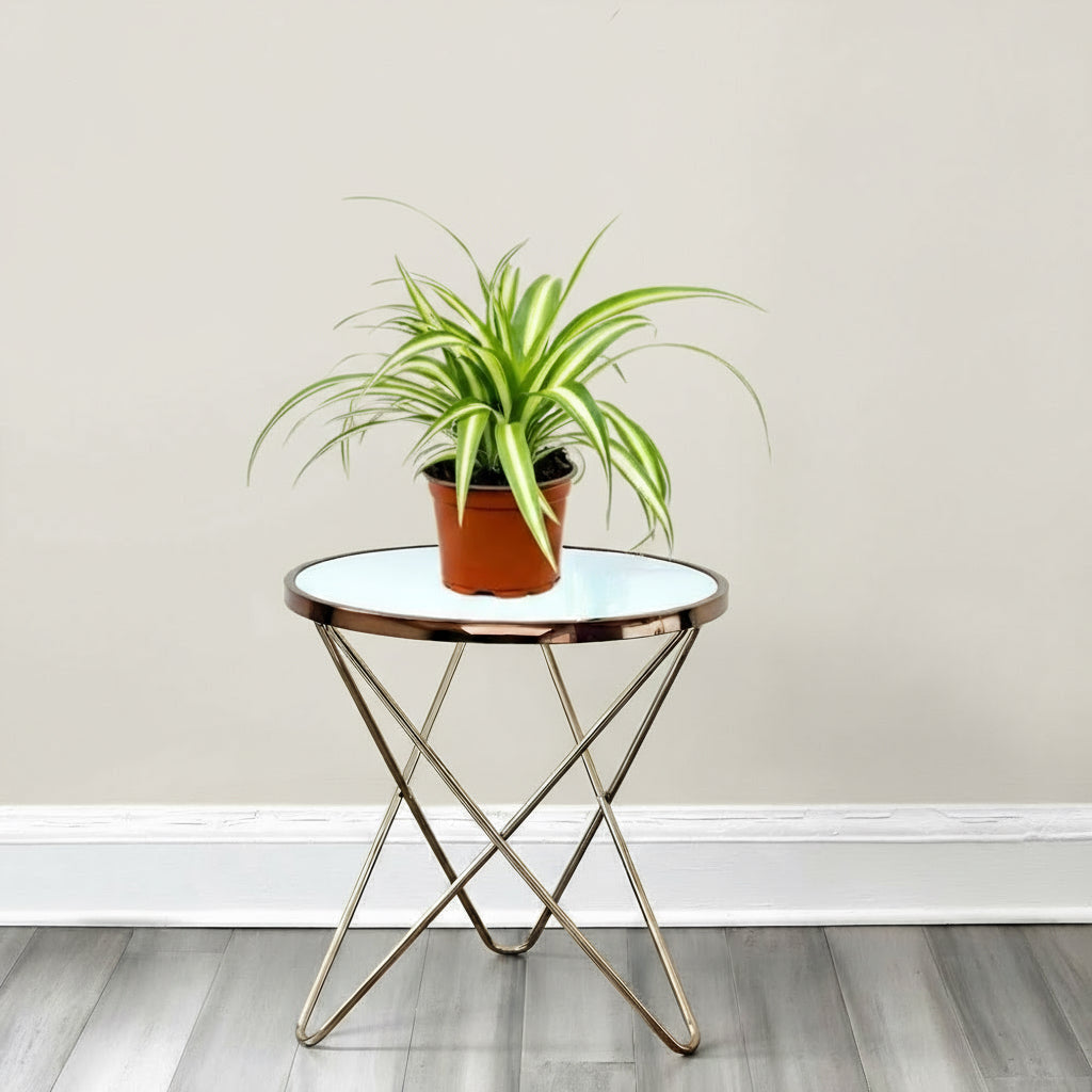 Spider Plant or Air Plant (Chlorophytum Comosum 'Variegatum') - Greensouq - 