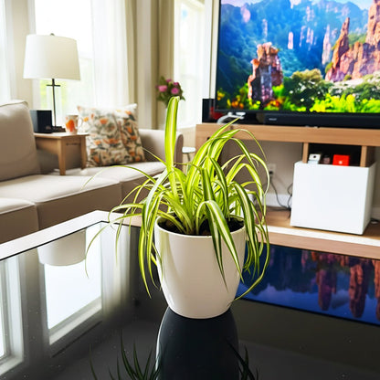 Spider Plant or Air Plant (Chlorophytum Comosum 'Variegatum') in Ceramic Pot - Greensouq - 