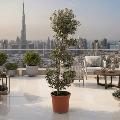 Spiral Olive Tree 1.0m - 1.2m | شجرة زيتون - Greensouq - 