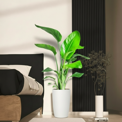 Strelitzia Nicolai / Bird of Paradise Plant طائر الجنة