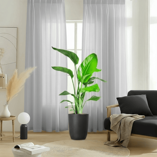Strelitzia Nicolai / Bird of Paradise Plant طائر الجنة - Greensouq - 