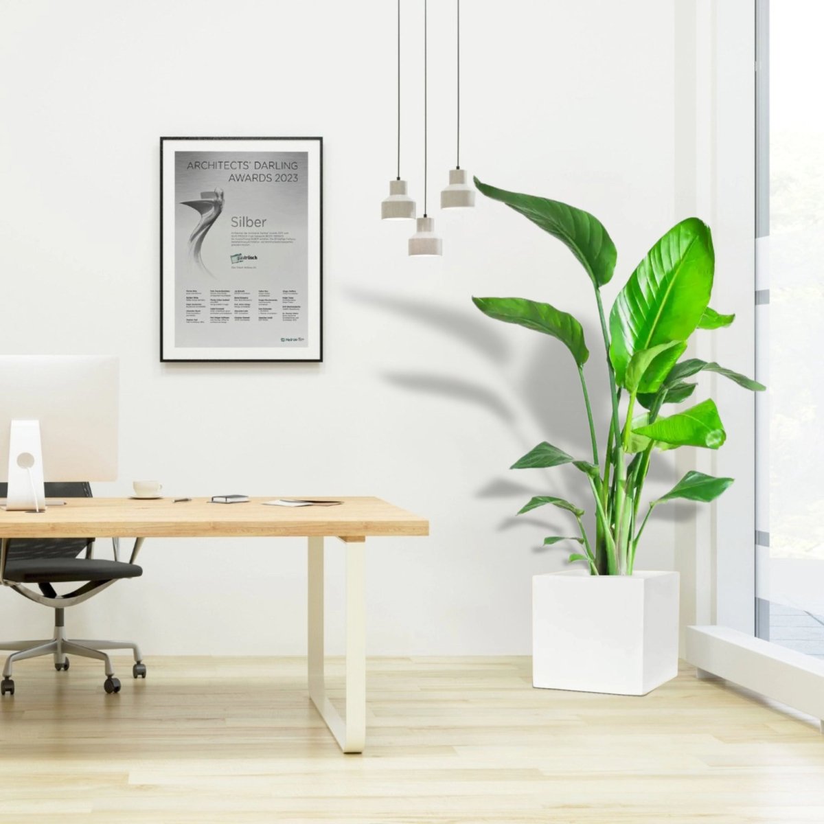 Strelitzia Nicolai / Bird of Paradise Plant طائر الجنة in Grp Square Pot 40x40 - Greensouq - 
