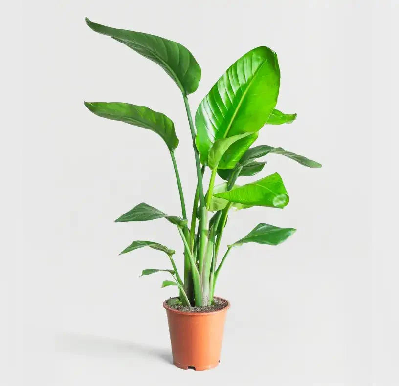 Strelitzia Nicolai or Bird of Paradise Plant طائر الجنة - Greensouq -