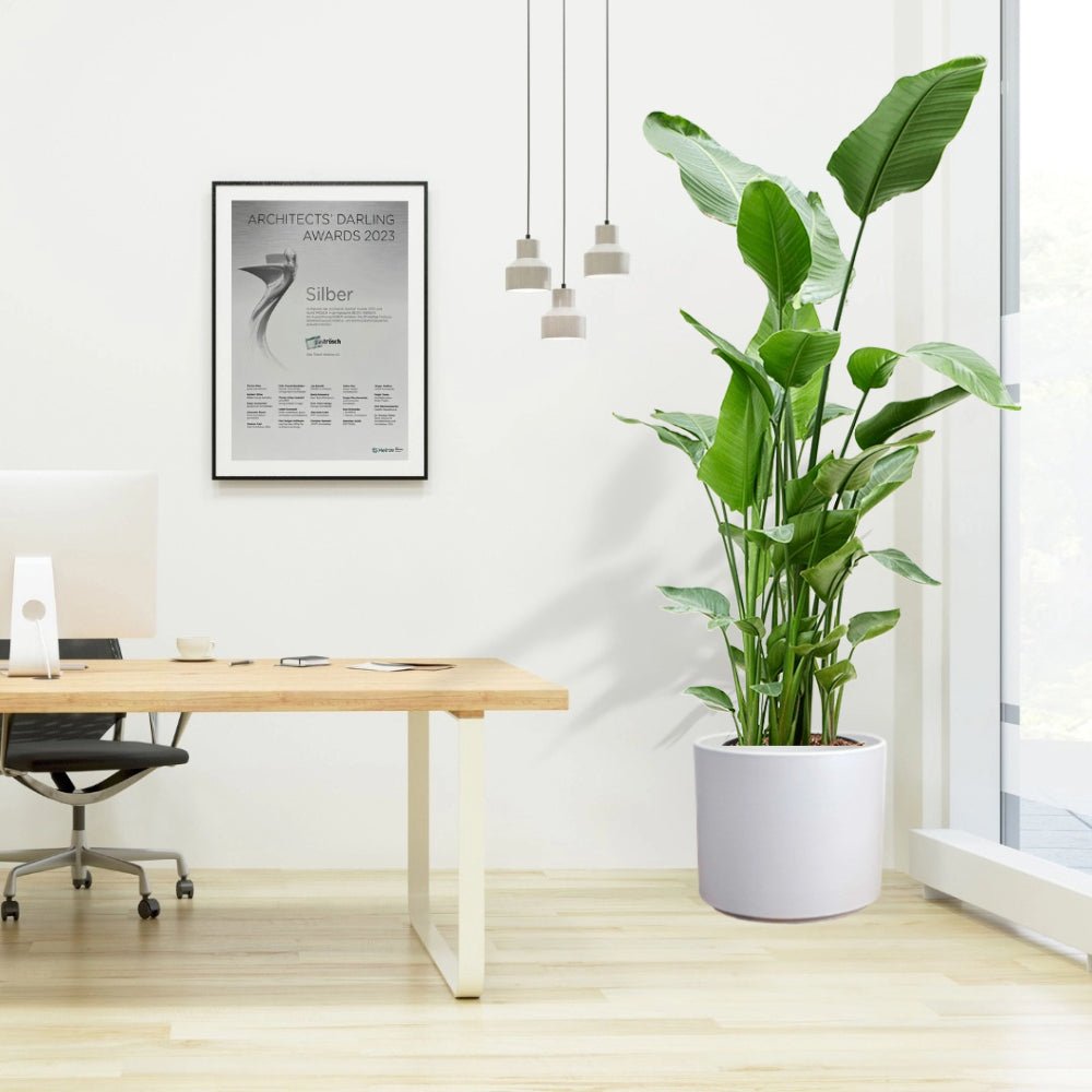 Strelitzia Nicolai or Bird of Paradise Plant طائر الجنة - Greensouq -