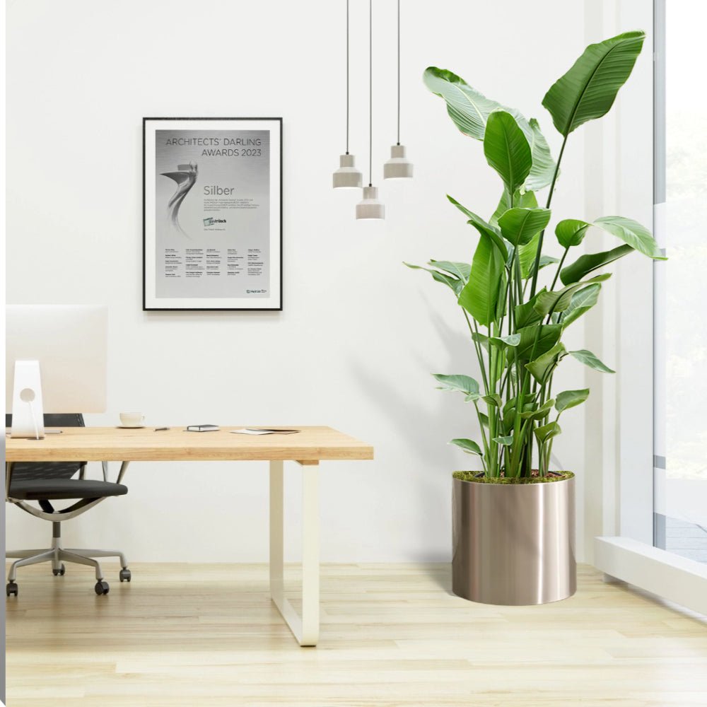 Strelitzia Nicolai or Bird of Paradise Plant طائر الجنة - Greensouq -