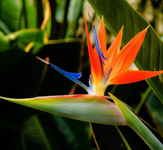 Strelitzia Reginae, Bird of Paradise 0.6 - 0.8m طائر الجنة - Greensouq - 