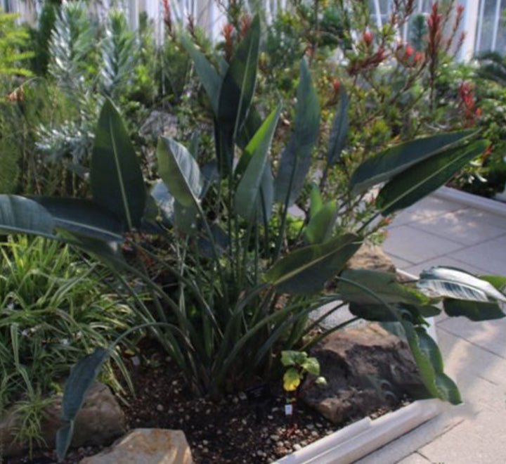Strelitzia Reginae, Bird of Paradise 0.6 - 0.8m طائر الجنة - Greensouq - 