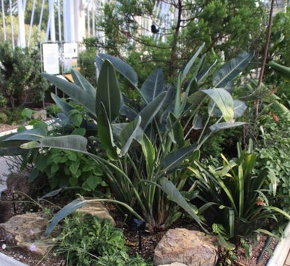 Strelitzia Reginae, Bird of Paradise 0.6 - 0.8m طائر الجنة - Greensouq - 