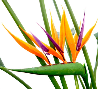 Strelitzia Reginae or Bird of Paradise طائر الجنة (Indoor No Flowers) 30 - 40cm - Greensouq - 