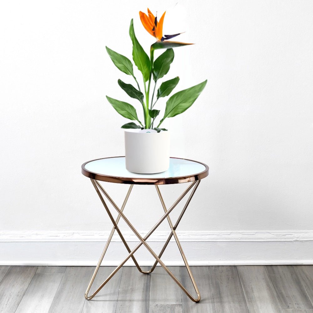 Strelitzia Reginae or Bird of Paradise طائر الجنة (Indoor No Flowers) 30 - 40cm - Greensouq - 