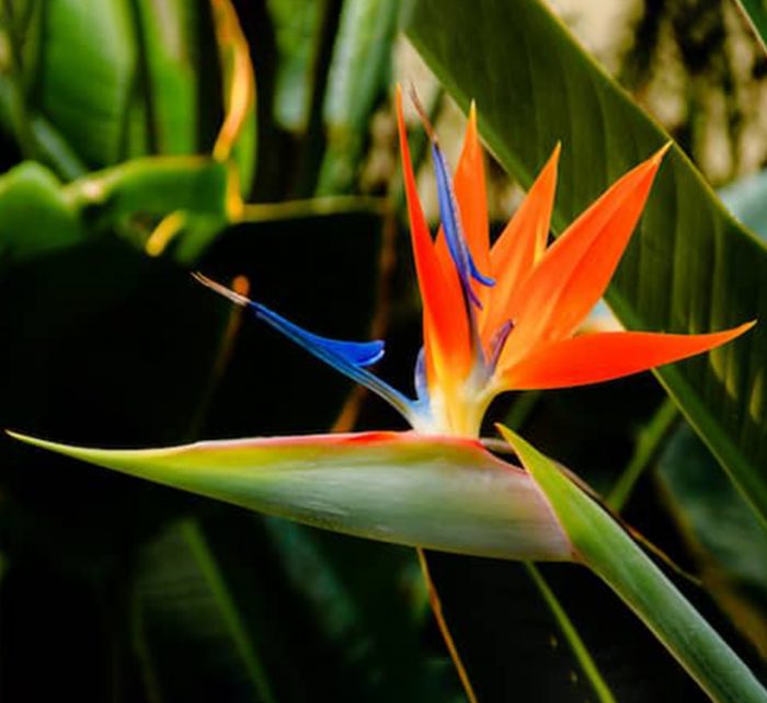 Strelitzia Reginae or Bird of Paradise طائر الجنة (Indoor No Flowers) 30 - 40cm - Greensouq - 