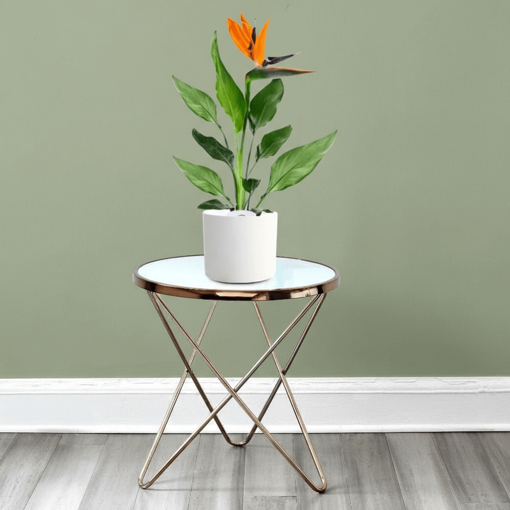 Strelitzia Reginae or Bird of Paradise طائر الجنة (Indoor No Flowers) 30 - 40cm - Greensouq - 