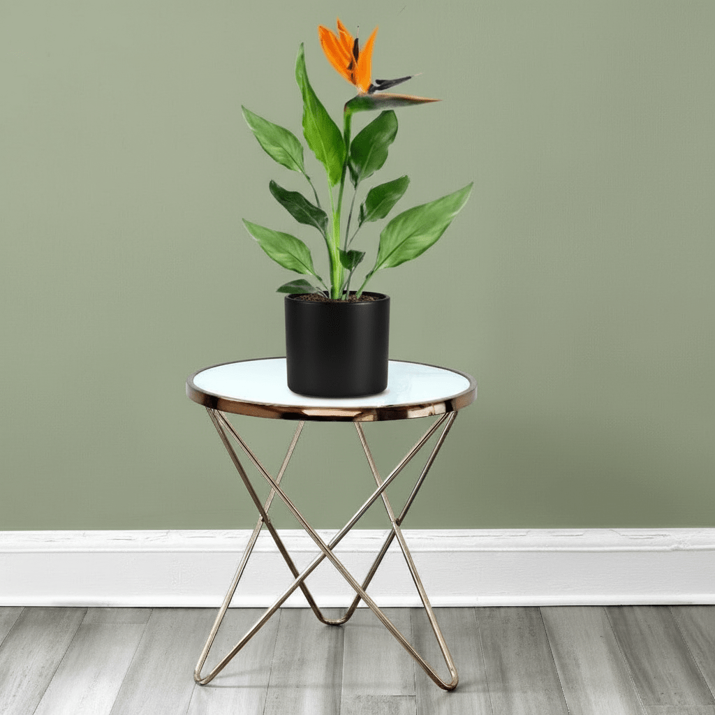 Strelitzia Reginae or Bird of Paradise طائر الجنة (Indoor No Flowers) 30 - 40cm - Greensouq - 