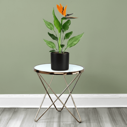 Strelitzia Reginae or Bird of Paradise طائر الجنة (Indoor No Flowers) 30 - 40cm - Greensouq - 