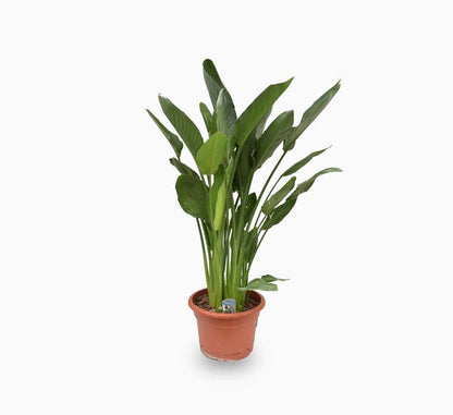 Strelitzia Reginae or Bird of Paradise طائر الجنة (Indoor No Flowers) 30 - 40cm - Greensouq - 