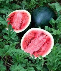 Agrimax Sugar Baby Watermelon Seeds - Greensouq -