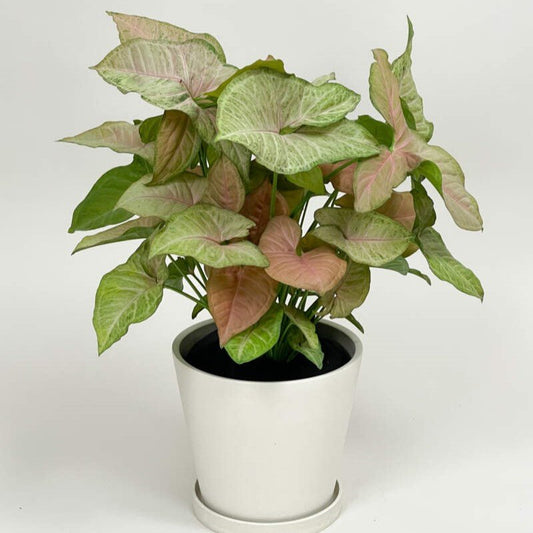 Syngonium Milk Confetti 30 - 40cm - Greensouq - 