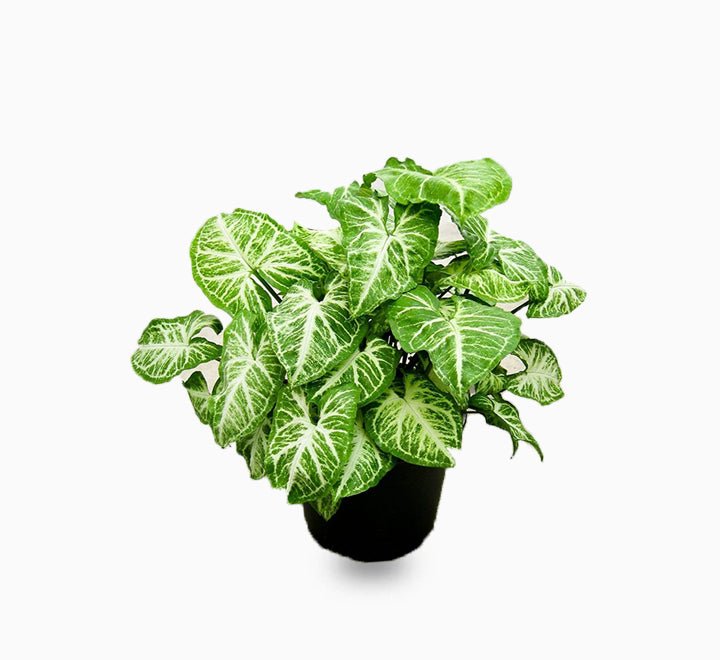 Syngonium podophyllum or Arrow Head Plant 25 - 30cm - Greensouq - 