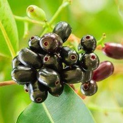 Syzygium Cumini Tree, Black Plum Tree "jamun - jambolan" شجرة جامون - Greensouq -