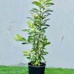 Syzygium Cumini Tree, Black Plum Tree "jamun - jambolan" شجرة جامون - Greensouq -
