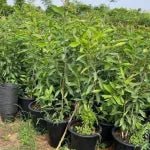 Syzygium Cumini Tree, Black Plum Tree "jamun - jambolan" شجرة جامون - Greensouq -