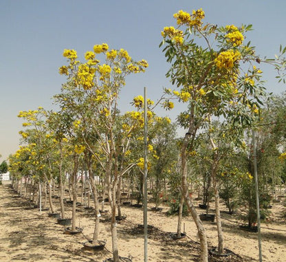 Tabebuia Argentea or Golden Bell Tree - Greensouq - 