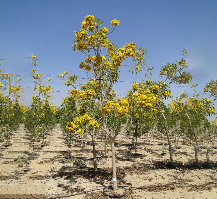Tabebuia Argentea or Golden Bell Tree - Greensouq - 