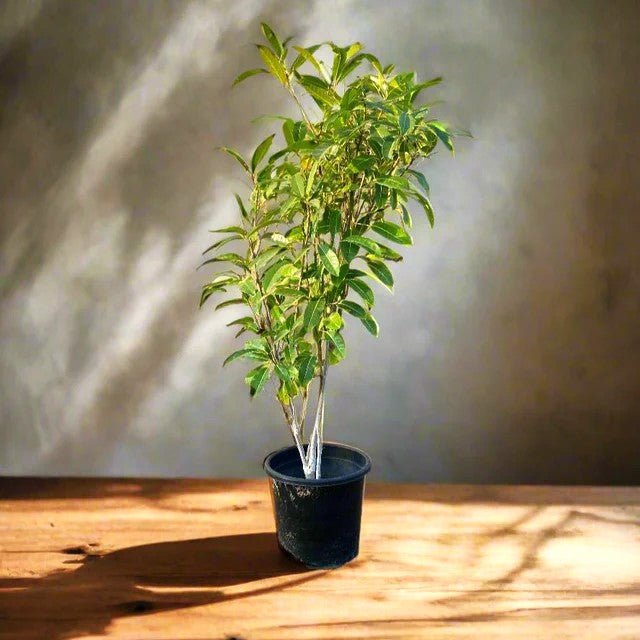 Tabebuia Argentea or Golden Bell Tree - Greensouq - 