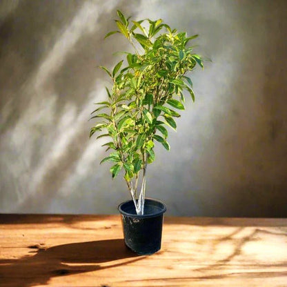 Tabebuia Argentea or Golden Bell Tree - Greensouq - 