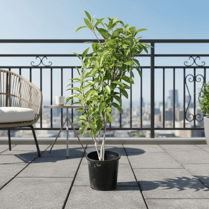 Tabebuia Argentea or Golden Bell Tree - Greensouq - 