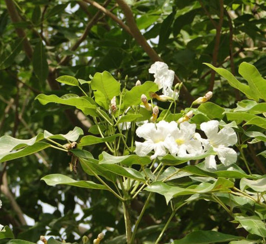 Tabebuia Pentaphylla "Trumpet Tree or Pink Poui" - Greensouq - 