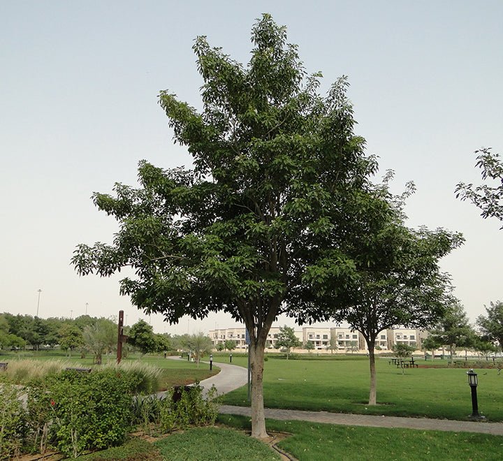 Tabebuia Pentaphylla "Trumpet Tree or Pink Poui" - Greensouq - 