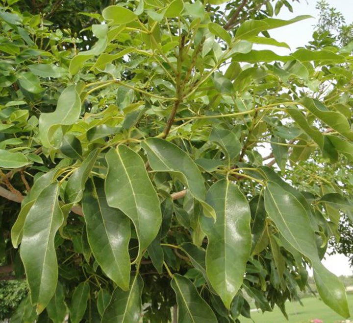 Tabebuia Pentaphylla "Trumpet Tree or Pink Poui" - Greensouq - 