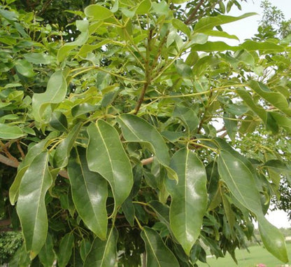 Tabebuia Pentaphylla "Trumpet Tree or Pink Poui" - Greensouq - 