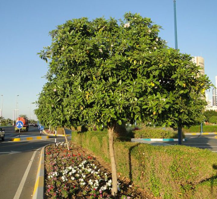 Tabebuia Rosea "Rosy Trumpet Tree" - Greensouq - 