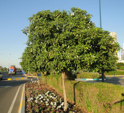 Tabebuia Rosea "Rosy Trumpet Tree" - Greensouq - 