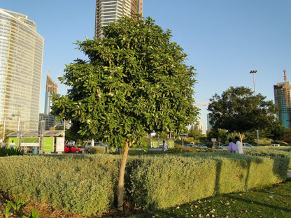 Tabebuia Rosea "Rosy Trumpet Tree" - Greensouq - 