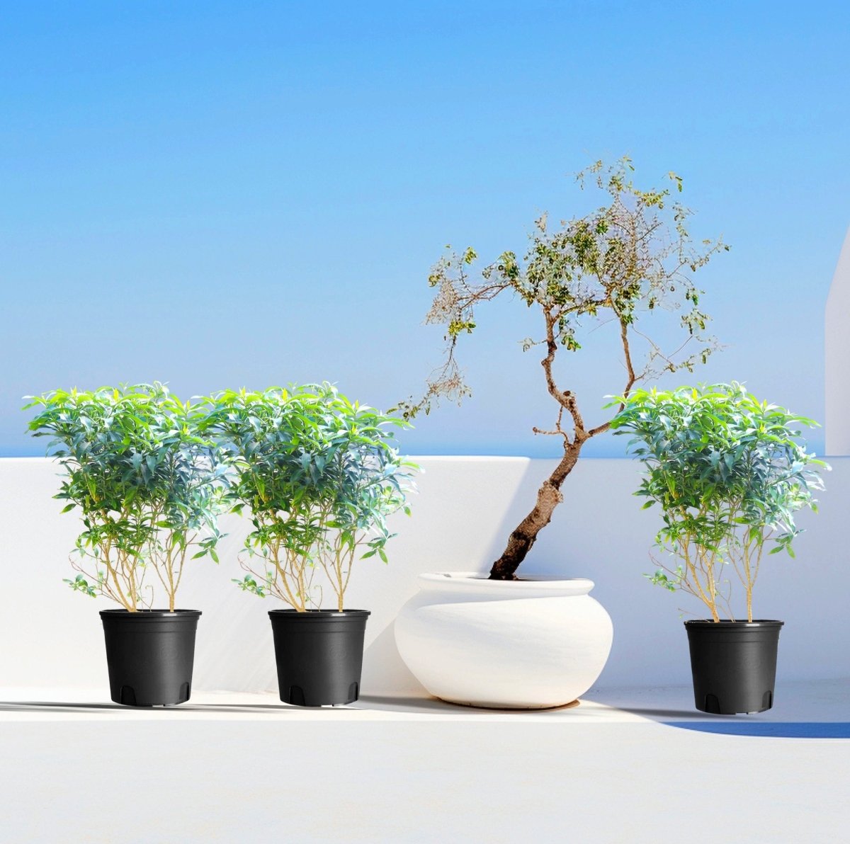 Tabernaemontana Chinensis | Crepe Jasmine - Greensouq - 