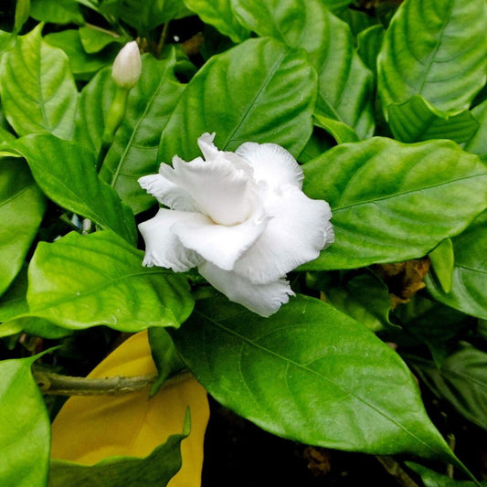 Tabernaemontana Divaricata, crape jasmine - Greensouq - 