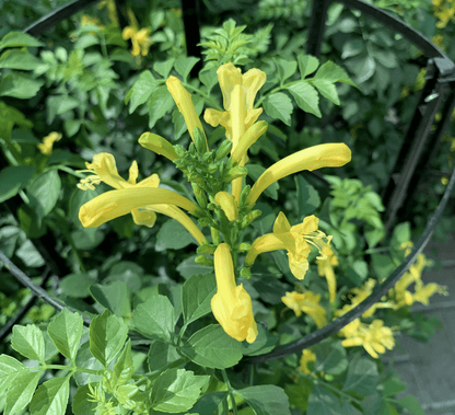 Tecomaria capensis or Cape Honeysuckle 0.7 - 0.9m - Greensouq - 
